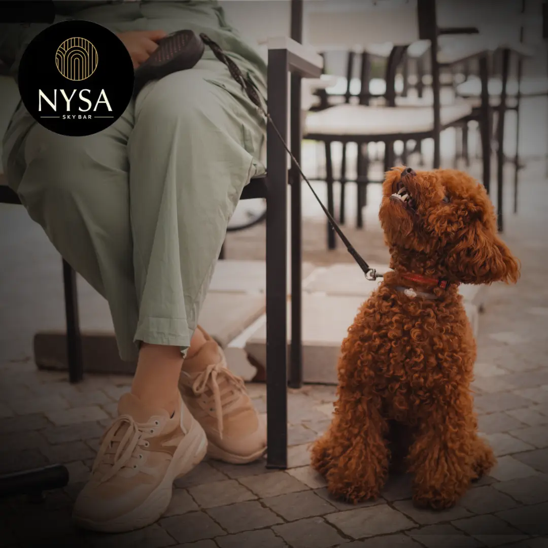 How to Choose the Right Pet-Friendly Restaurants for Your Furry Friend In Bangalore? 